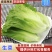 淮安生菜，当季新货新鲜现摘，产地直发品质保证，量大从优！