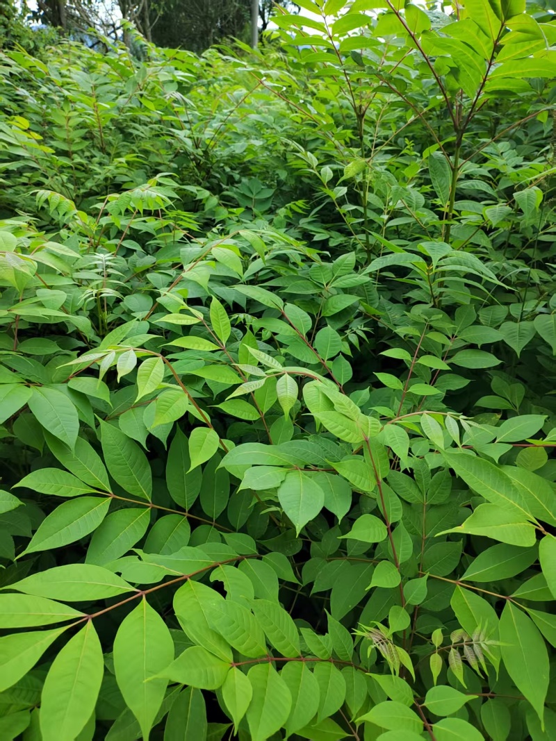 厚皮香黄苗，基地直供量大从优，成活率高对接全国