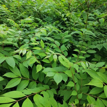 厚皮香黄苗，基地直供量大从优，成活率高对接全国