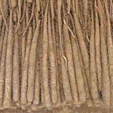 双棒山药，白玉山药，大量供应，有需要的老板联系，