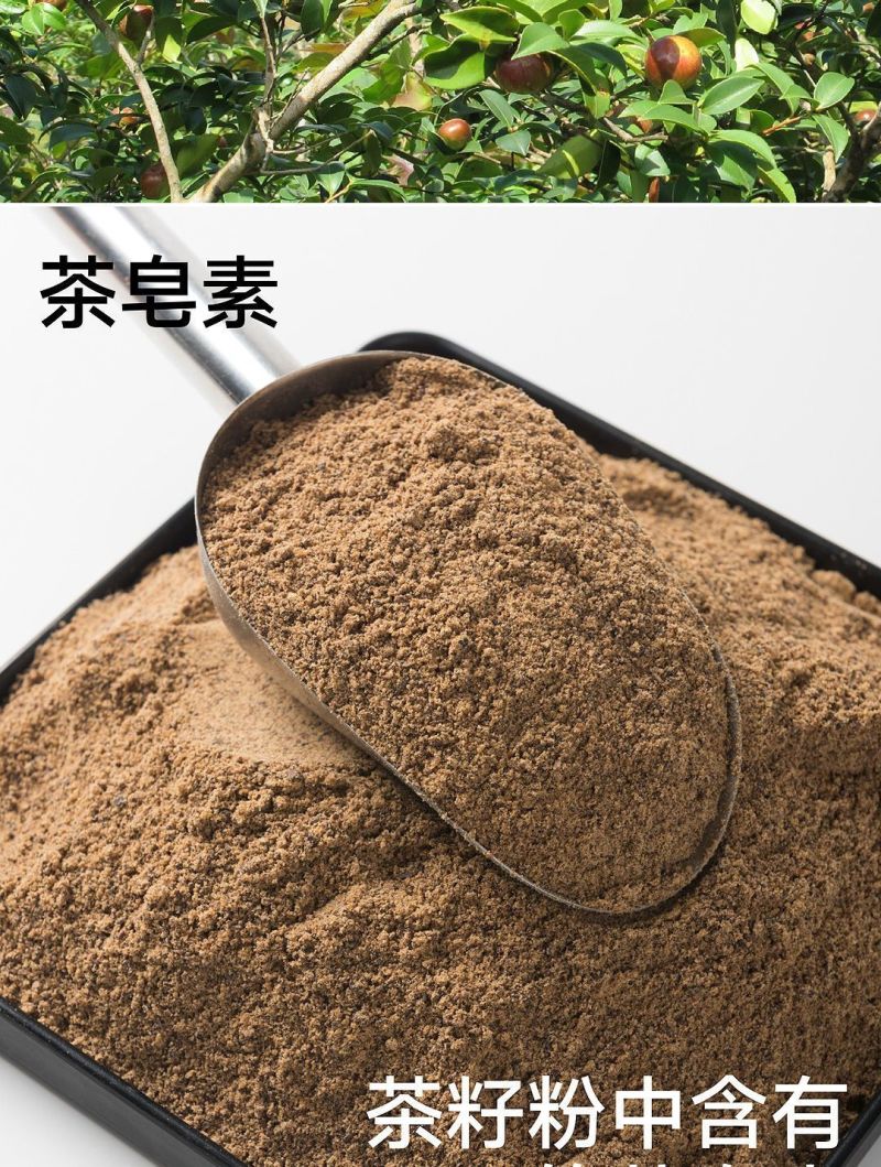 湖南野生茶籽饼头道粉碎茶粕肥料杀野生泥鳅清塘批发