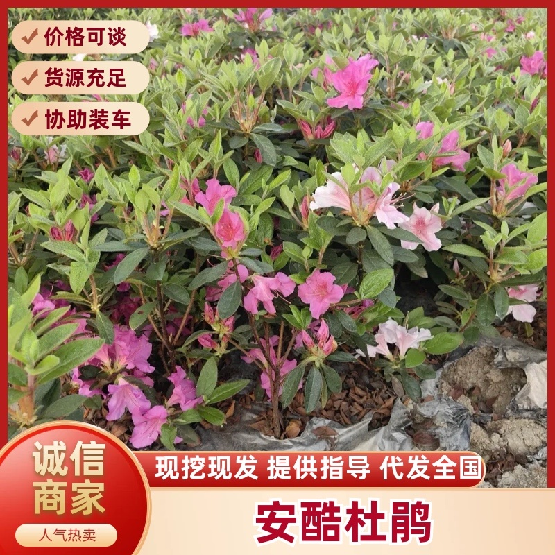 成都安酷杜鹃毛笼子基地直销量大质优价廉欢迎电联