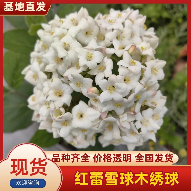 红蕾雪球木绣球基地直销量大质优价廉欢迎咨询电联