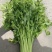 【精品】新鲜脆嫩香芹，现摘现发，绿色青菜，量大可优惠