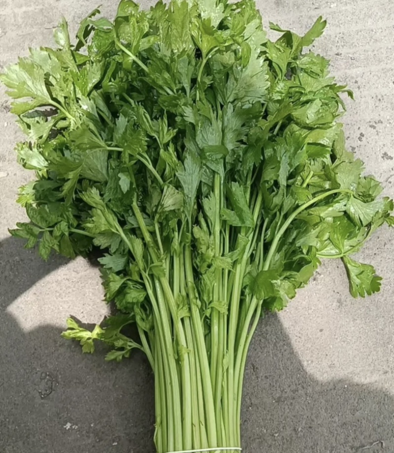 【精品】新鲜脆嫩香芹，现摘现发，绿色青菜，量大可优惠