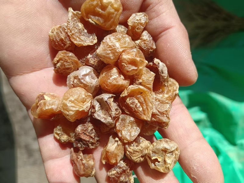 薤白干薤白新鲜薤白烘干而成品质保障一手货源