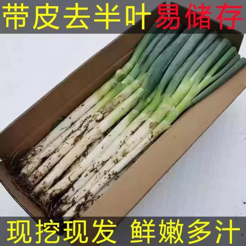 《带皮铁杆大葱》河北基地直发对接全国保质保量一条龙服务