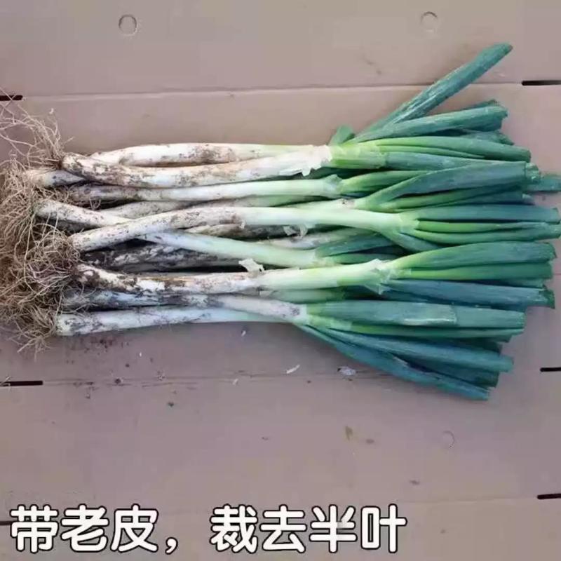 《带皮铁杆大葱》河北基地直发对接全国保质保量一条龙服务