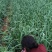 中牟白根蒜苗产地直供大量有货质量保证一手货源价格合理