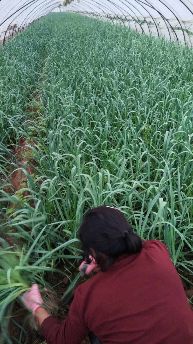 中牟白根蒜苗产地直供大量有货质量保证一手货源价格合理