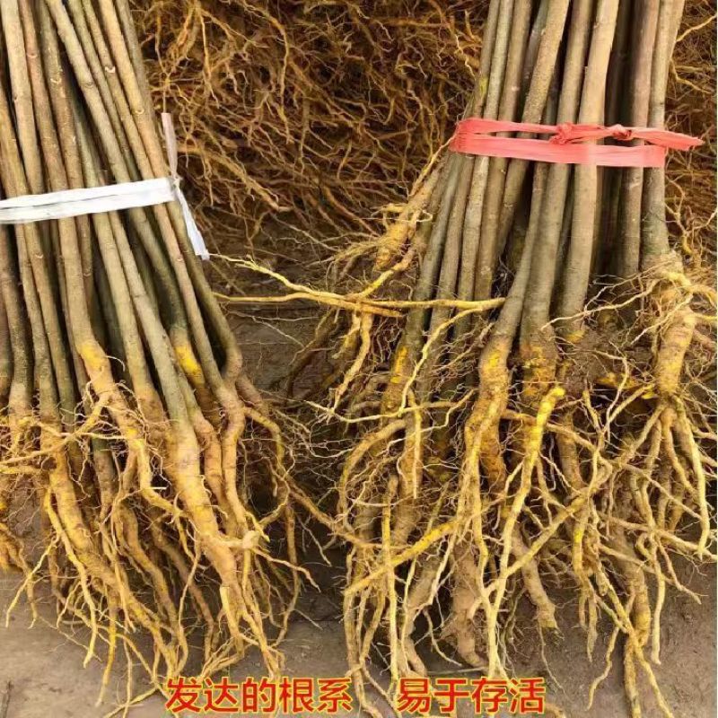 正宗厚皮川黄柏小苗自产自销基地直发保湿发货质优价廉