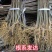 正宗厚皮川黄柏小苗自产自销基地直发保湿发货质优价廉
