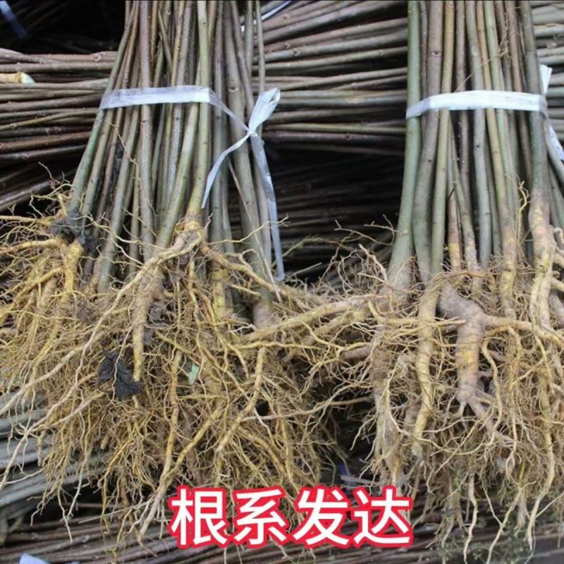 正宗厚皮川黄柏小苗自产自销基地直发保湿发货质优价廉