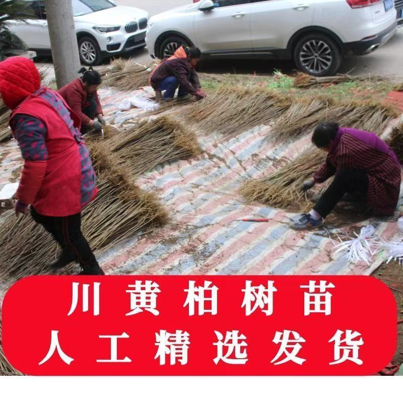 正宗厚皮川黄柏小苗自产自销基地直发保湿发货质优价廉