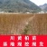 正宗厚皮川黄柏小苗自产自销基地直发保湿发货质优价廉
