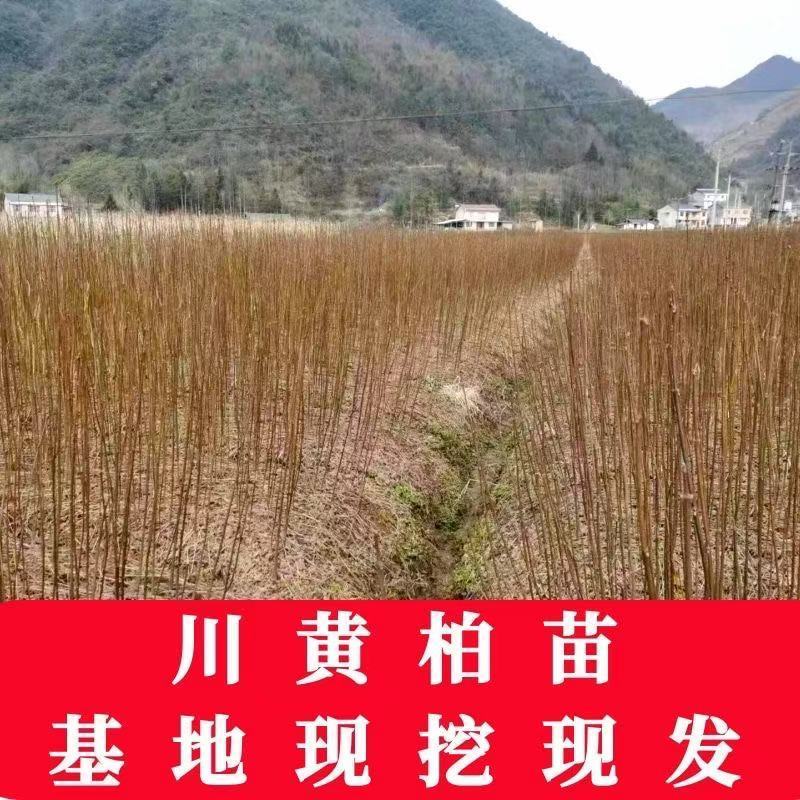正宗厚皮川黄柏小苗自产自销基地直发保湿发货质优价廉