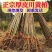 正宗厚皮川黄柏小苗自产自销基地直发保湿发货质优价廉