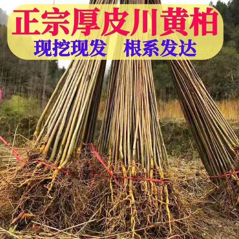 正宗厚皮川黄柏小苗自产自销基地直发保湿发货质优价廉