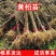 正宗厚皮川黄柏小苗自产自销基地直发保湿发货质优价廉