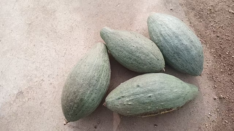 贵族南瓜，小金瓜，大金瓜