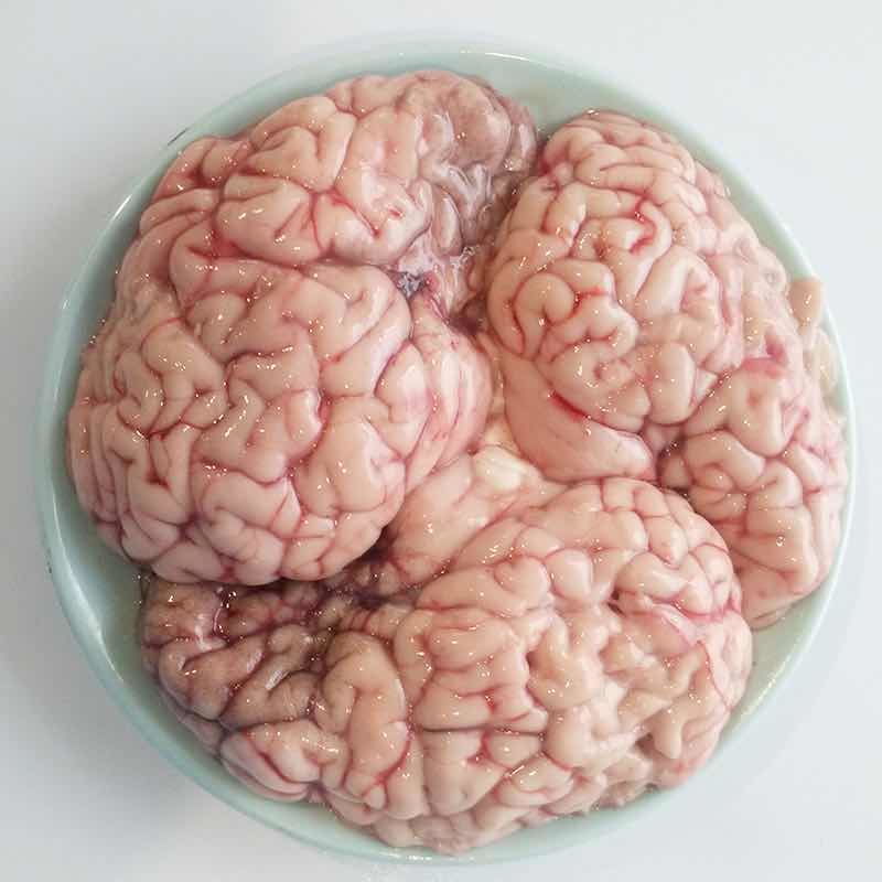 牛大脑