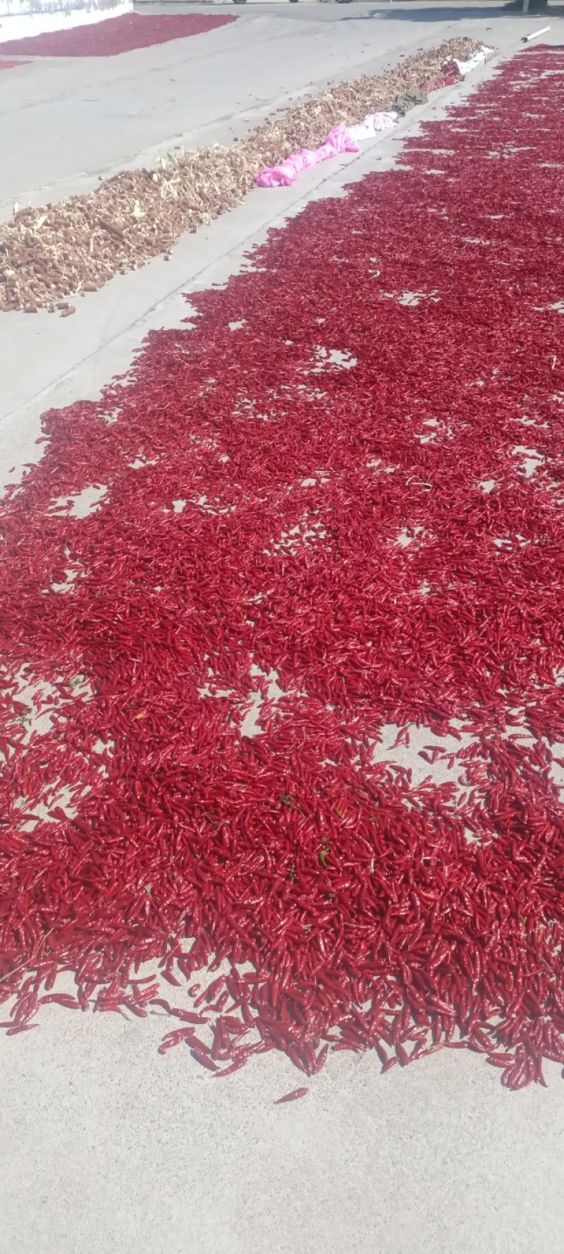 晋南朝天椒901辣椒大量上市有意向可以电话联系