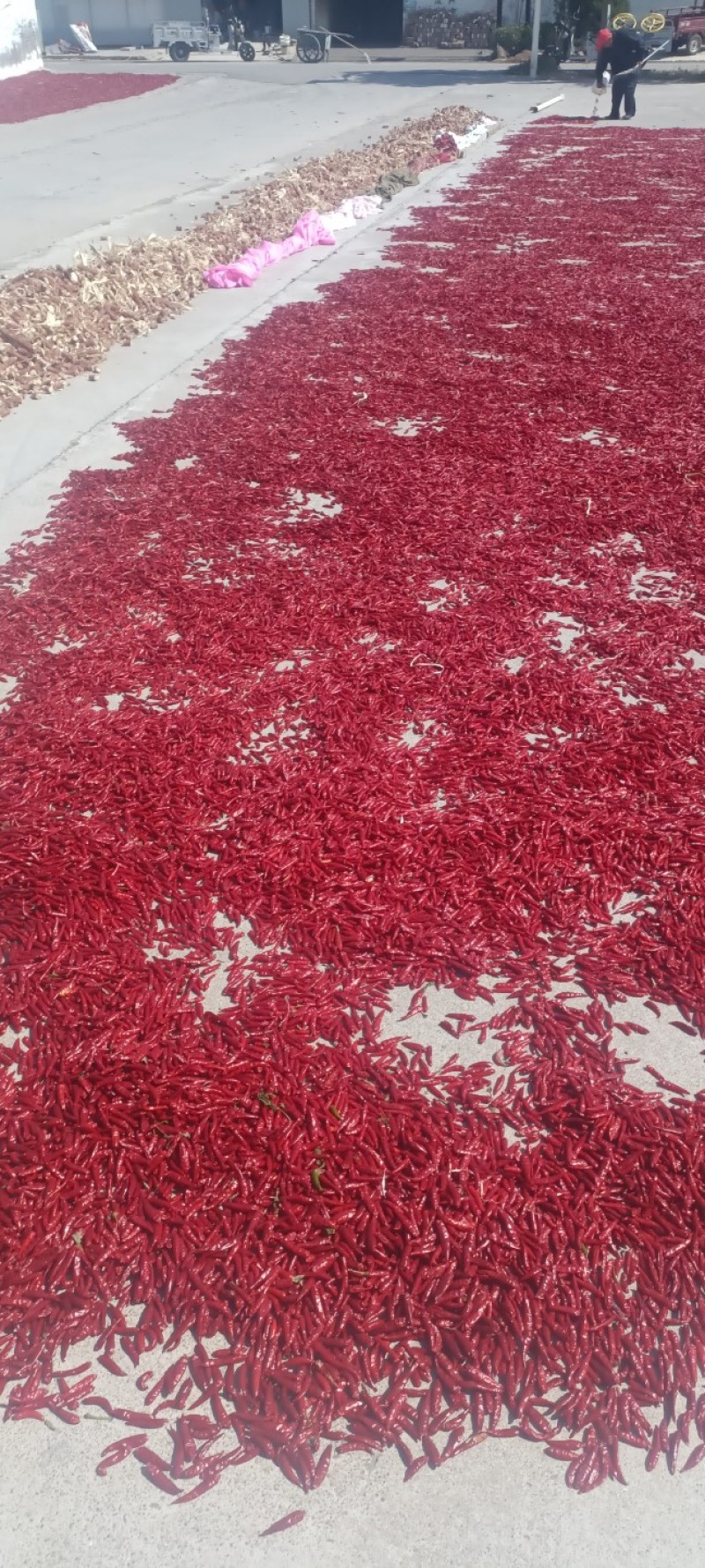 晋南朝天椒901辣椒大量上市有意向可以电话联系