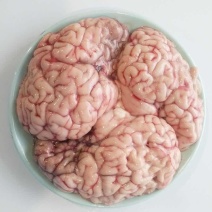 牛大脑