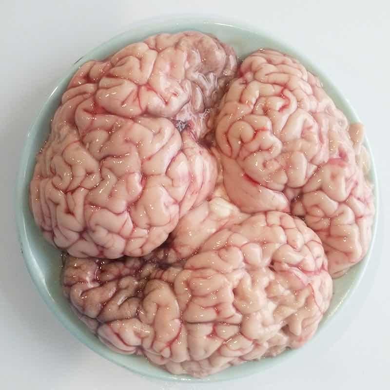 牛大脑