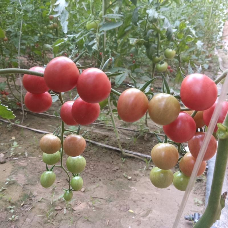 甜蜜蜜