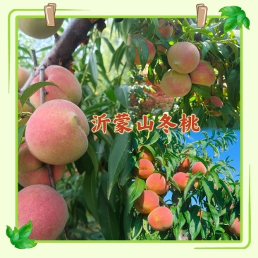 山东冬桃/平邑冬桃小冬桃大量供应货源充足稳定质量优良一条