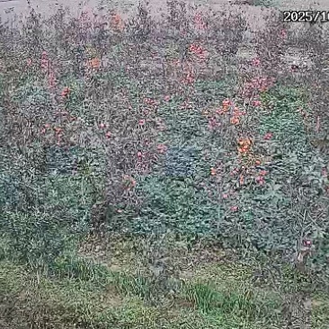 脆柿子