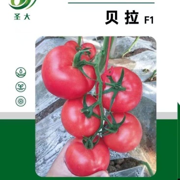 蕃茄种子,贝拉无限生长型,中早熟品种,