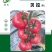 蕃茄种子,贝拉无限生长型,中早熟品种,