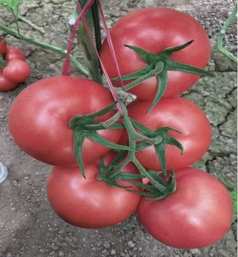 蕃茄种子，贝拉无限生长型，中早熟品种，