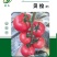 蕃茄种子,贝拉无限生长型,中早熟品种,