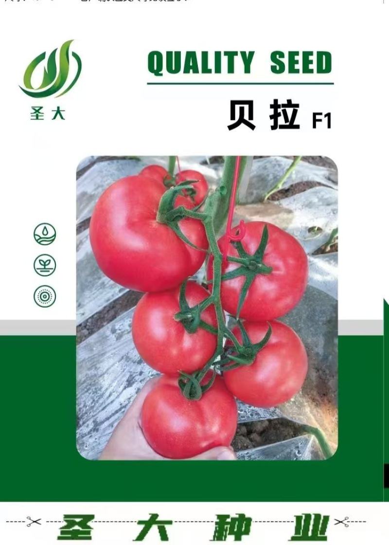 蕃茄种子，贝拉无限生长型，中早熟品种，