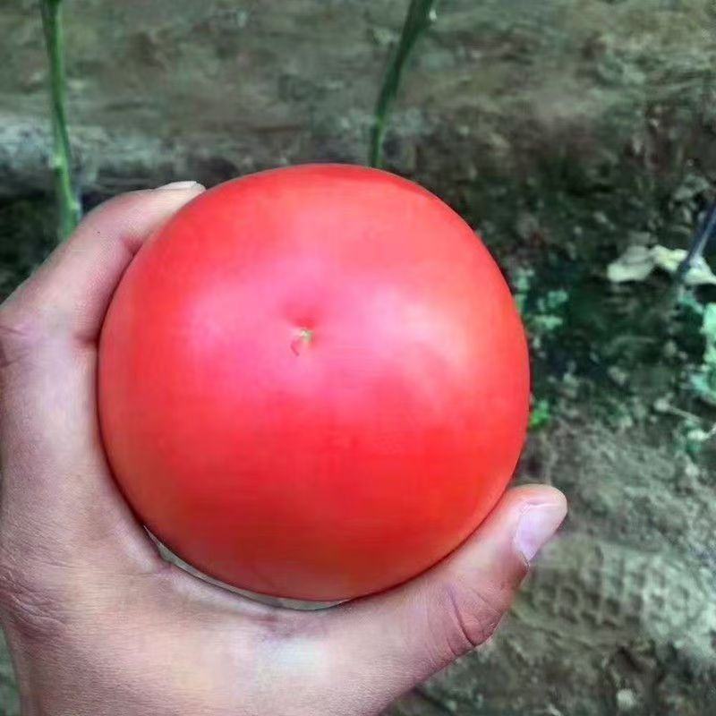 蕃茄种子，贝拉无限生长型，中早熟品种，