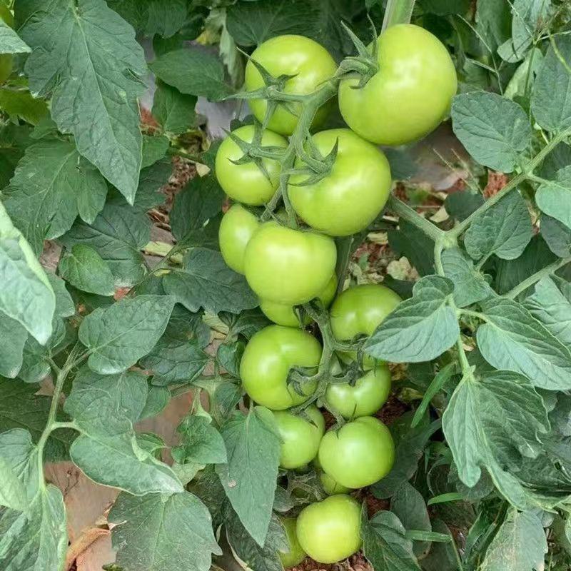蕃茄种子，贝拉无限生长型，中早熟品种，