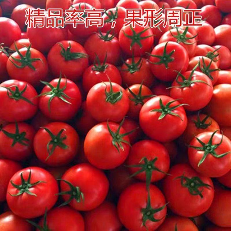 蕃茄种子，贝拉无限生长型，中早熟品种，