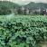 山桐子苗陕西基地直发规格齐全保质保量供货