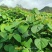 山桐子苗陕西基地直发规格齐全保质保量供货