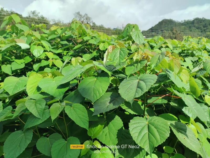 山桐子苗陕西基地直发规格齐全保质保量供货
