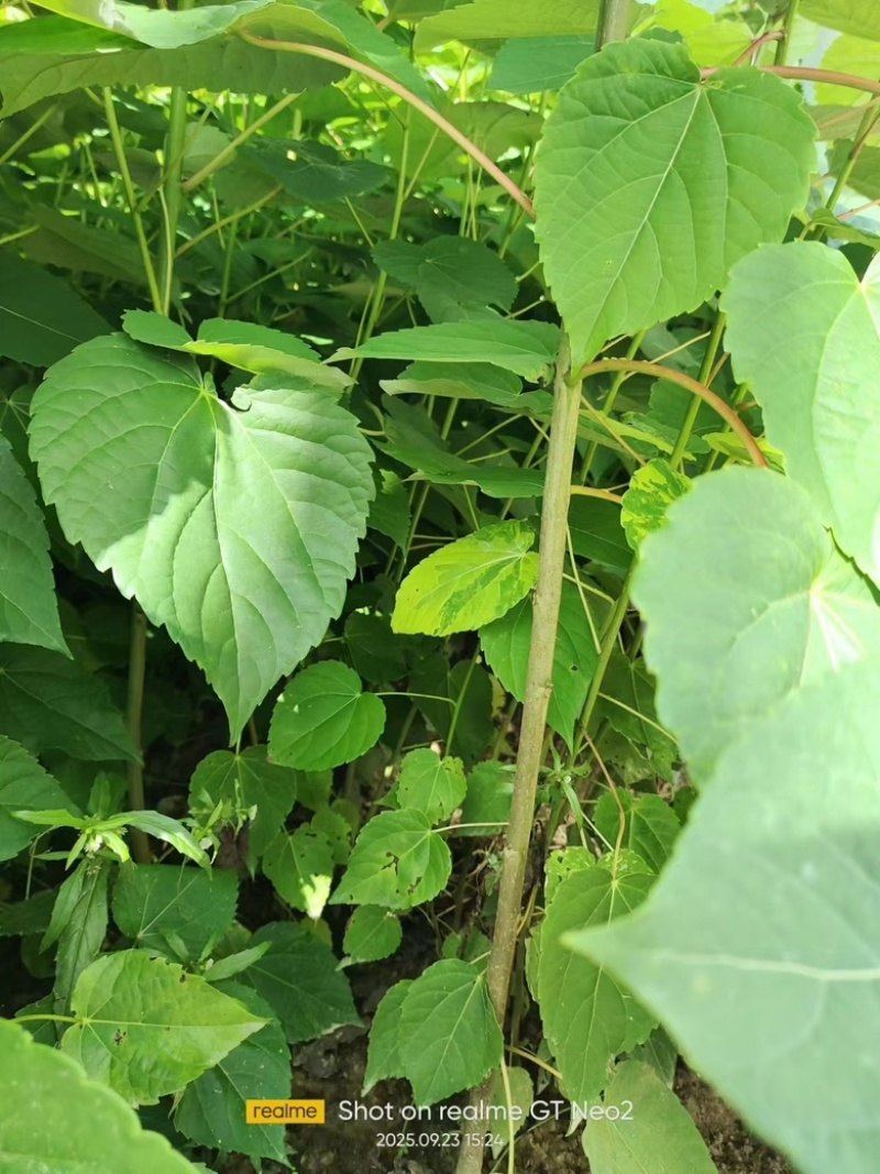 山桐子苗陕西基地直发规格齐全保质保量供货