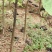 山桐子苗陕西基地直发规格齐全保质保量供货