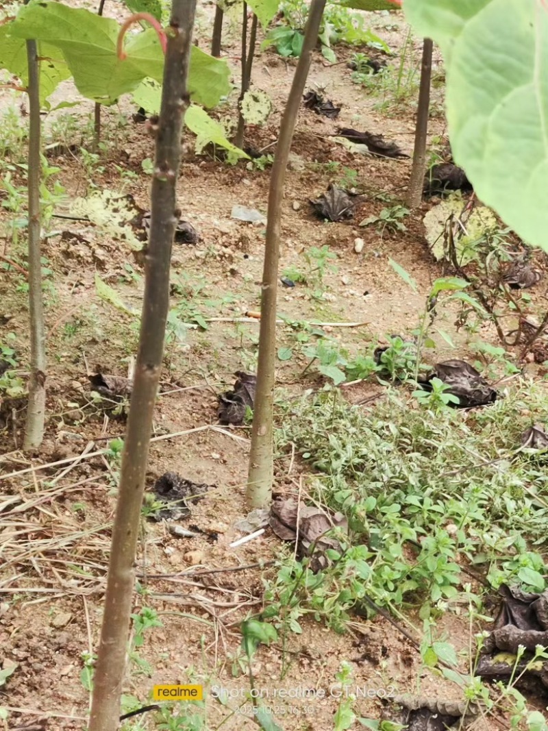 山桐子苗陕西基地直发规格齐全保质保量供货