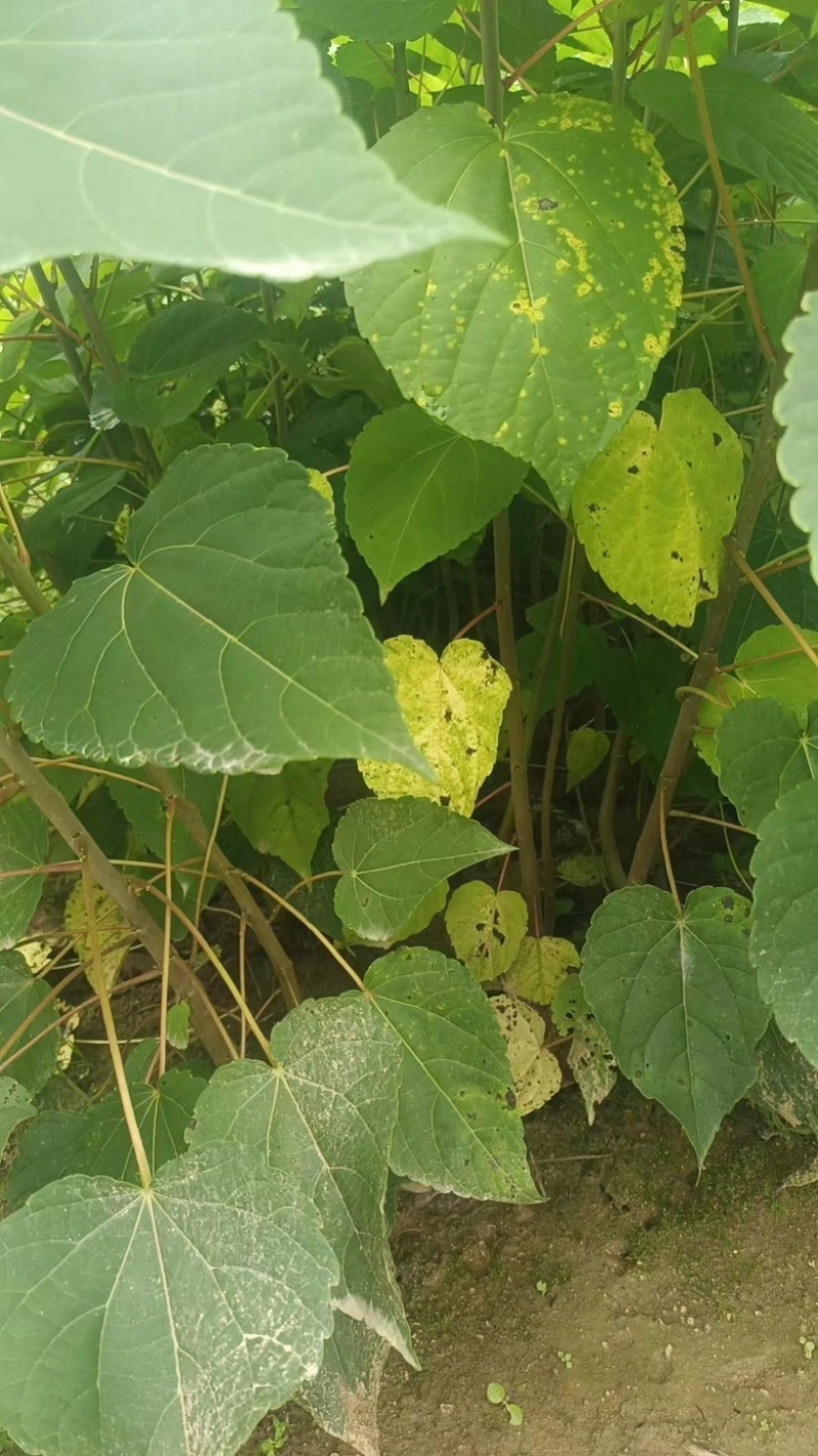 【优质】各种规格毛叶山桐子树苗基地直发保证质量售后