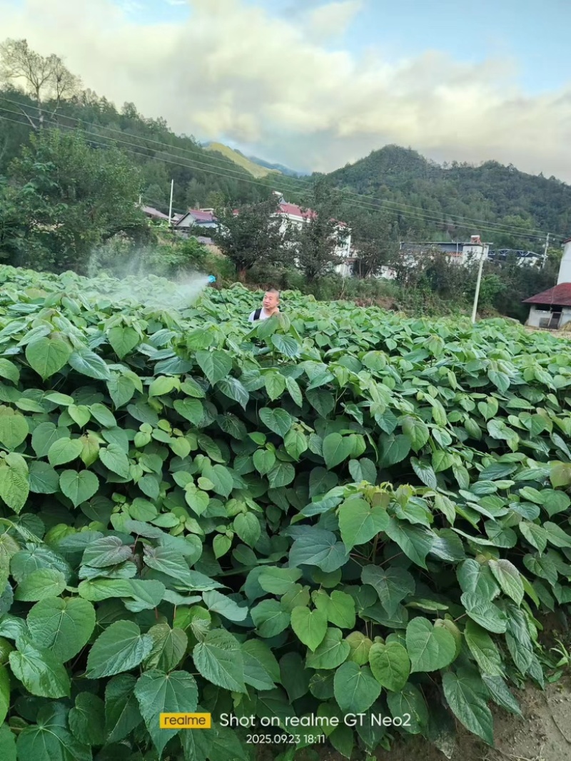 【优质】各种规格毛叶山桐子树苗基地直发保证质量售后