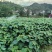 【优质】各种规格毛叶山桐子树苗基地直发保证质量售后
