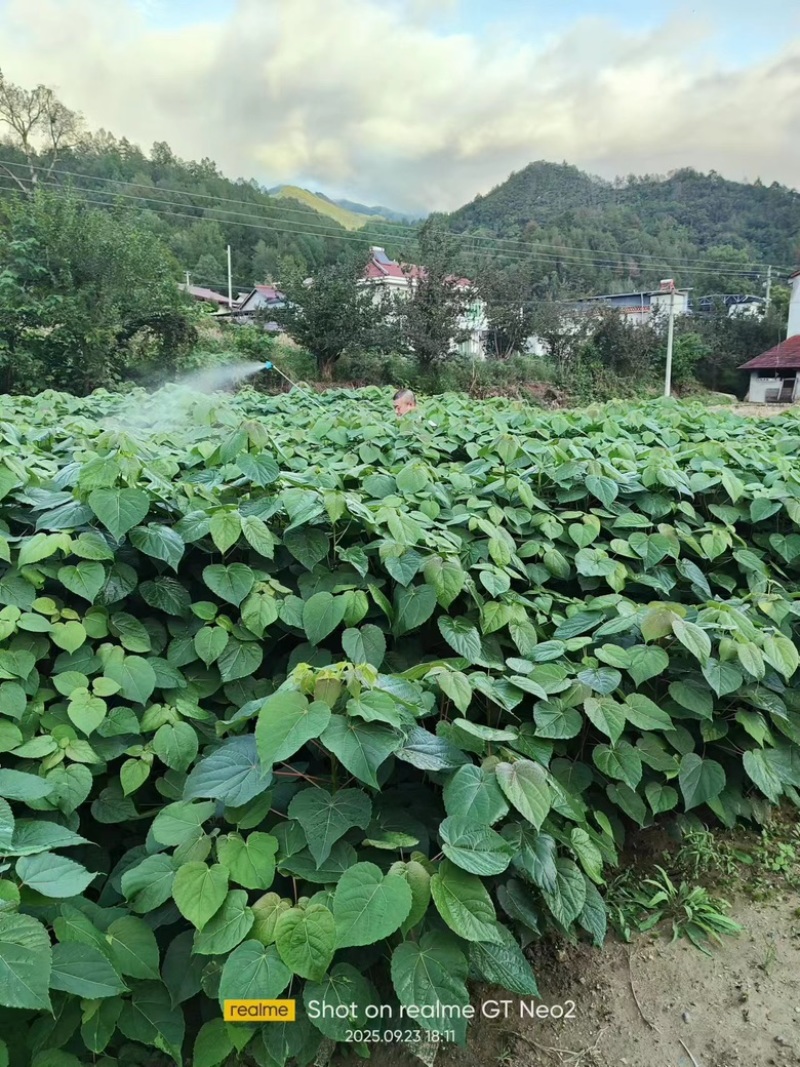 【优质】各种规格毛叶山桐子树苗基地直发保证质量售后